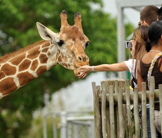 giraffe-centre-nairobi