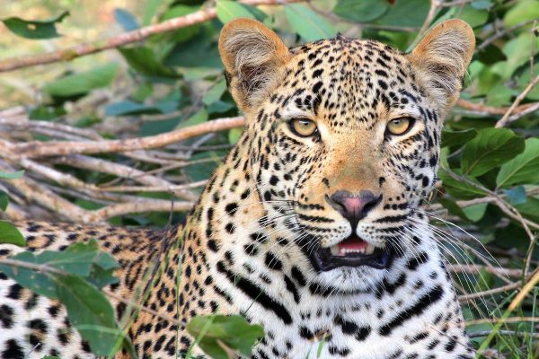 adana-safari-kenya-leopard-hideout