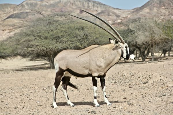 beisa-oryx-samburu beisa-oryx-samburu