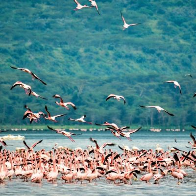 bird-watching-rift-valley-kenya-safari