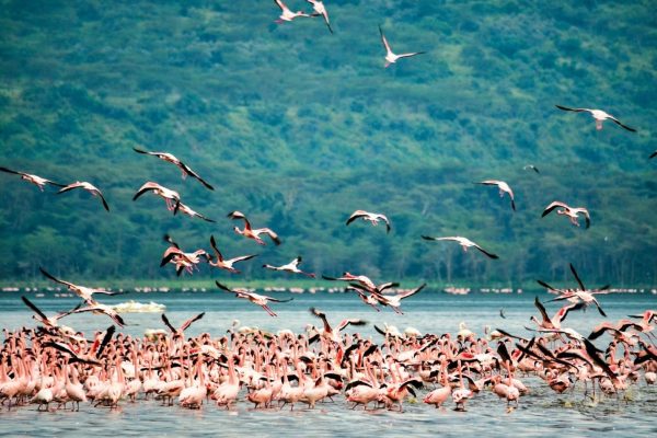 bird-watching-rift-valley-kenya-safari