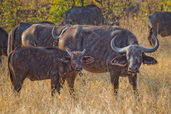 buffalo-herd-kenya-safari