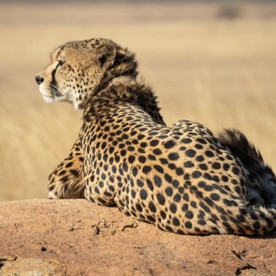 cheetah-safari-kenya-wilderness