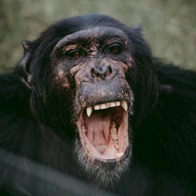 chimpanzee-ol-pejeta-safari