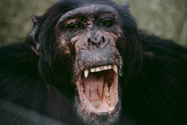 chimpanzee-ol-pejeta-safari