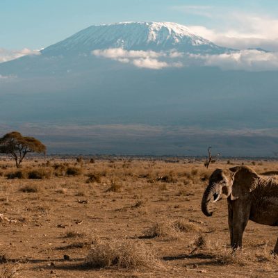 elephant-amboseli-safari