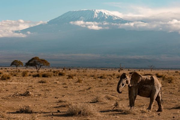 elephant-amboseli-safari