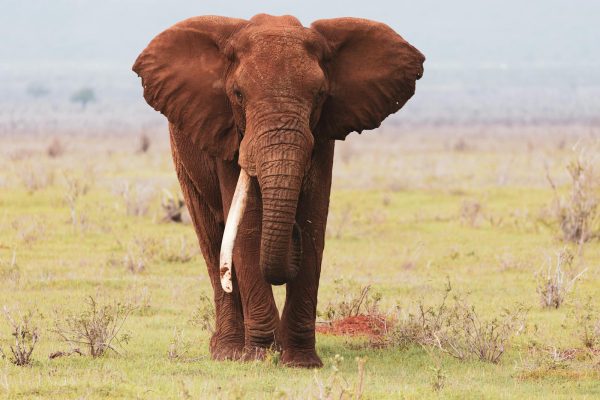 elephant-safari-kenia