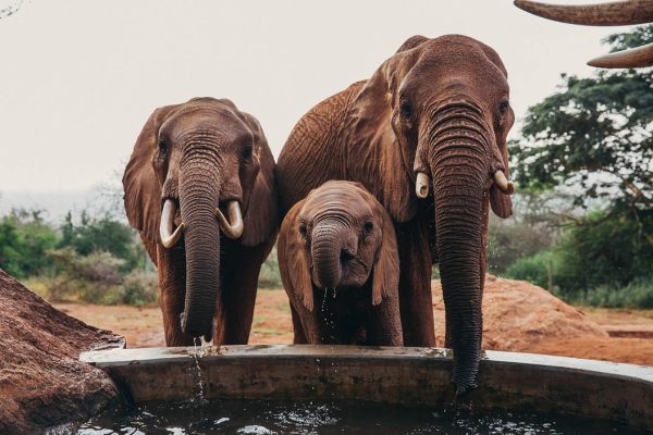 elephant-water-hole-kenya-tour