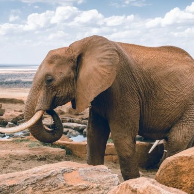 elephants-drinking-water-kenya