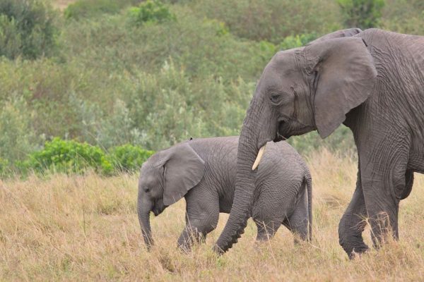 elephants-kenya-tour-wilderness