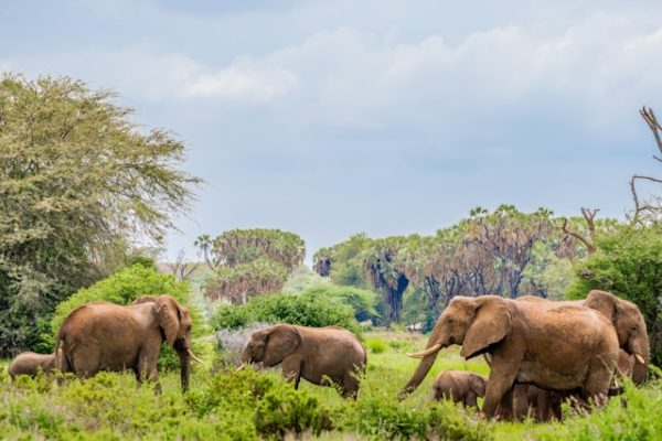 elephants-samburu-reserve elephants-samburu-reserve