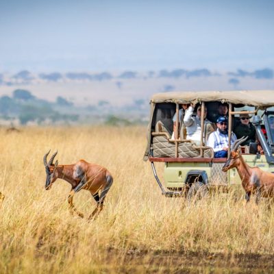 game-viewing-drive-masai-mara