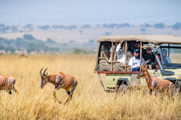 game-viewing-drive-masai-mara