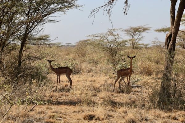 gerenuk-samburu-safari gerenuk-samburu-safari