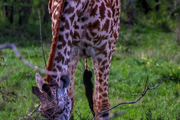 giraffe-eating-kenya-safari