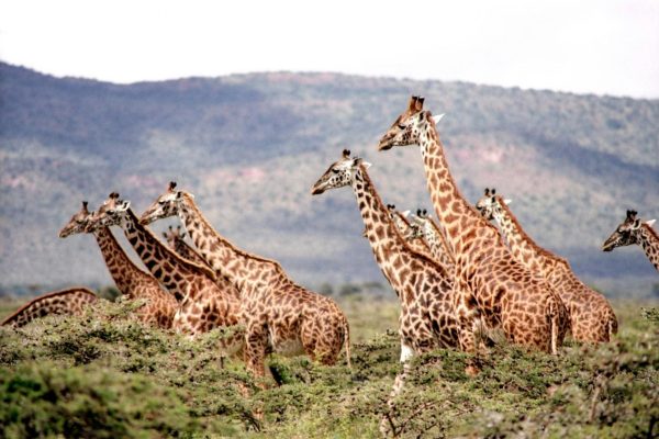 giraffe-safari-kenya-masai-mara