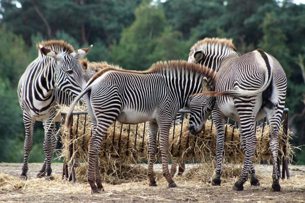 grevys-zebra-kenya-samburu