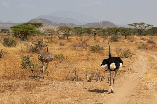 group-somali-ostrich-samburu