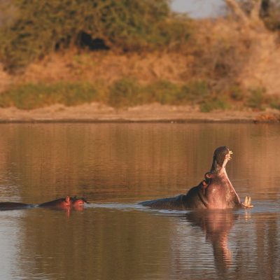 hippo-african-safari