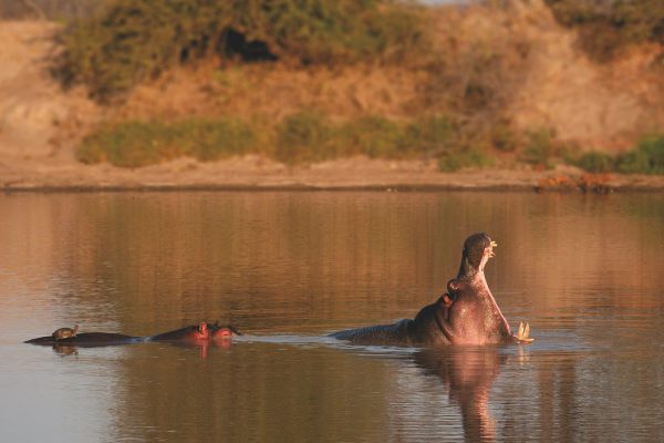 hippo-african-safari