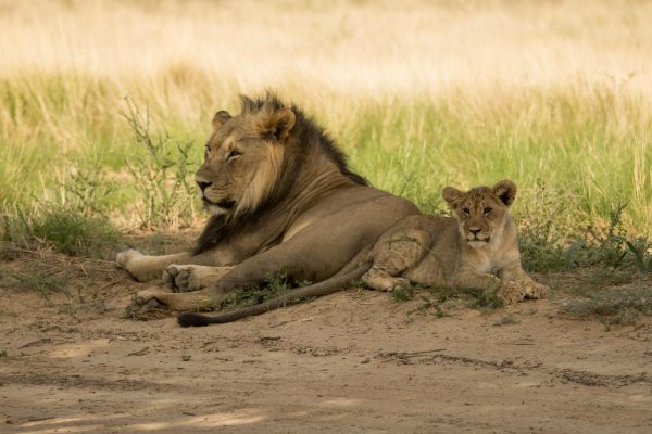 kenya-lion-cub-safari-tour