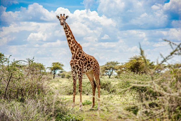 kenya-safari-adventure-giraffe