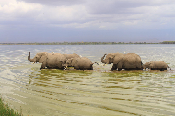 lake-amboseli-elephants