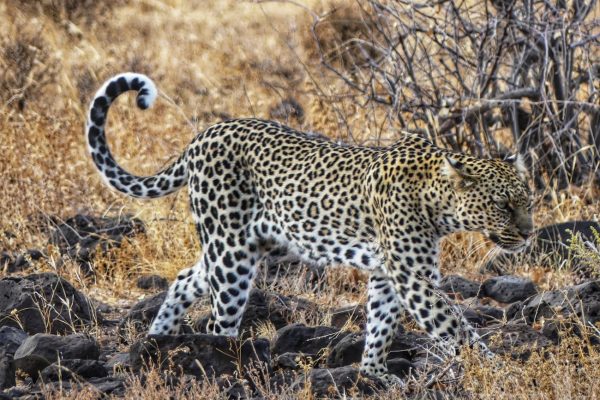 leopard-safari-kenya