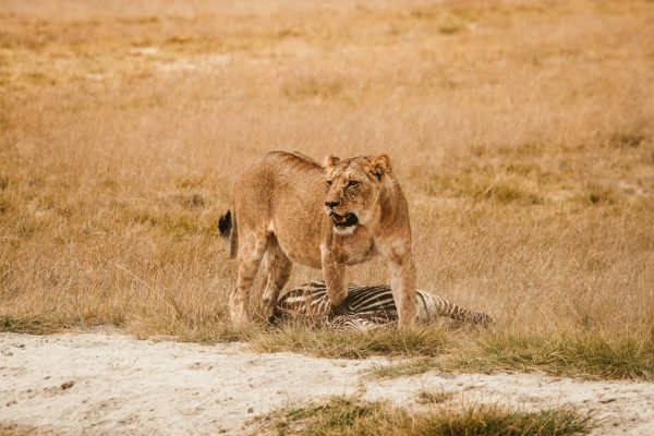 lion-with-zebra-kill