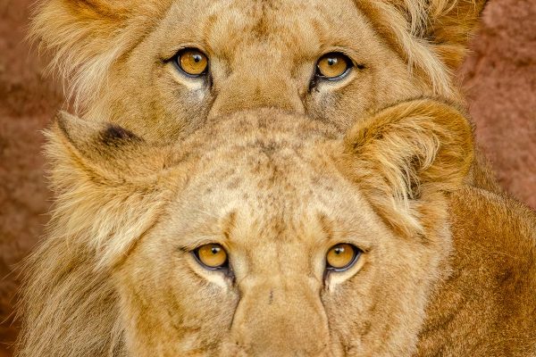 lions-safari-kenia