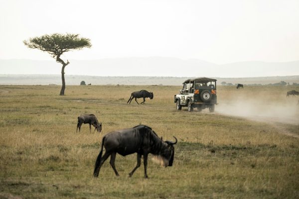 masai-mara-game-drive