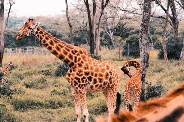 nairobi-giraffe-center