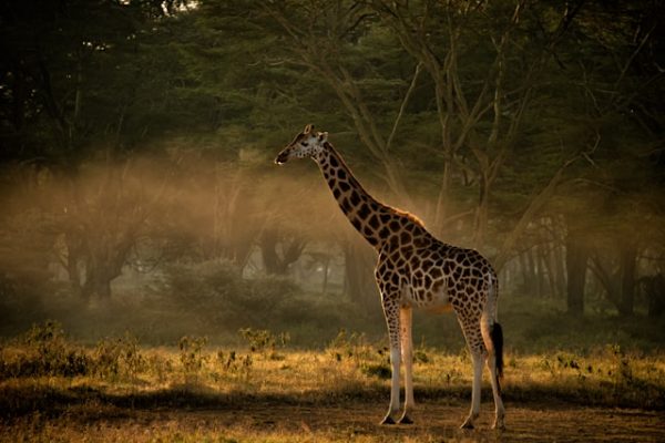 reticulated-giraffe-samburu-reserve reticulated-giraffe-samburu-reserve