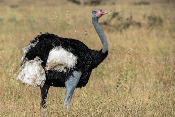 somali-ostrich somali-ostrich