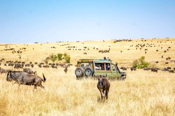 wildlife-masai-mara-game-drive