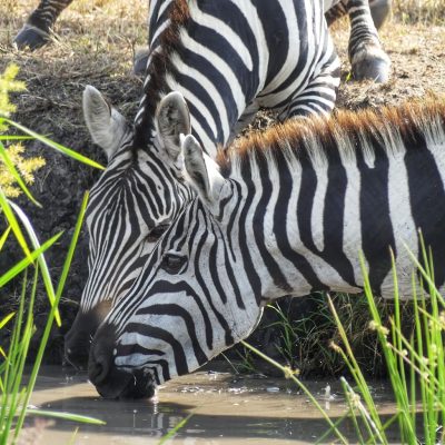 zebra-drinking-water-kenya-safari