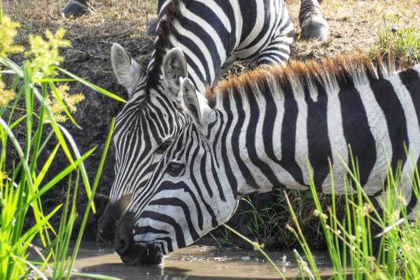 zebra-drinking-water-kenya-safari